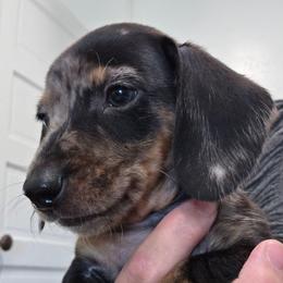 Red collar black and tan dapple boy - Dapple male Dachshund puppy in Caldwell, Idaho from Dozendachs