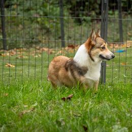 Marcy - Sable female Pembroke Welsh Corgi puppy in Narvon, Pennsylvania from Corgi Companions (license number 18998)