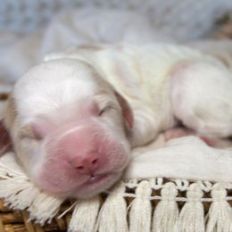 Boy 2 - Goldendoodle puppy in Chesapeake, Virginia from Havens Doodles