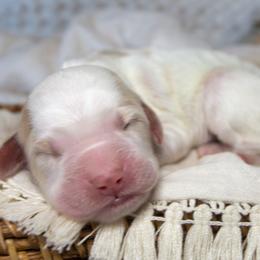 Boy 2 - Goldendoodle puppy in Chesapeake, Virginia from Havens Doodles