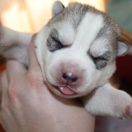 Siberian Husky Puppies from Tevana Siberians LLC