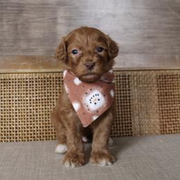 Fig - Red  male Goldendoodle puppy in Warsaw, Ohio from Lovabledoodles