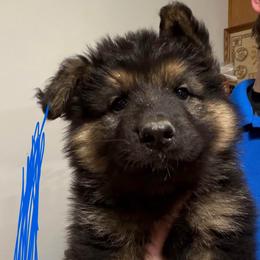 Blue - Black and tan male German Shepherd puppy in Fort Wayne, Indiana from AA Kennel