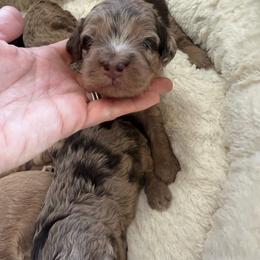 Puppy pick 2 - Merle male Goldendoodle puppy in Natural Bridge, Virginia from Padgetts Hill Puppies