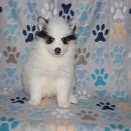Dot - White female Pomsky puppy in Clarkston, Utah from Red Rock Ranch Breeders