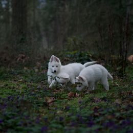 Berger Blanc Suisse Puppies from Moro Shepherds