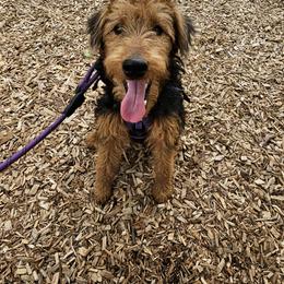 Ragan - Welsh Terrier