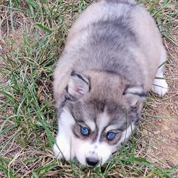 Puppy 1 boy - Wolf sable male Pomsky puppy in Gladstone, Virginia from Rustic Charms Miniature Huskys