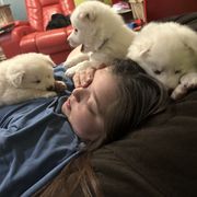 American Eskimo Dog Puppies from Eskie Babes