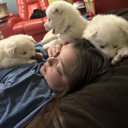 American Eskimo Dog Puppies from Eskie Babes