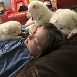 American Eskimo Dog Puppies from Eskie Babes
