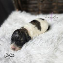 Mojito - Black and tan male Cockapoo puppy in Mancelona, Michigan from Lavender poodles & doodles