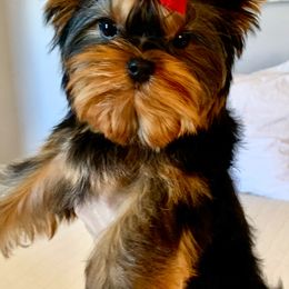 Yorkshire Terrier Puppies from PANACHE YORKIES