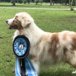 Maverick - Australian Shepherd