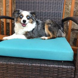 Sally - Toy Australian Shepherd