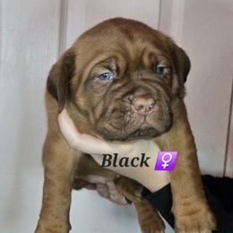 Black - Red female Dogue de Bordeaux puppy in Michigan from Boondocks Bordeaux