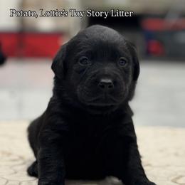 Mrs. Potato - Black female Labrador Retriever puppy in Owosso, Michigan from Bennington Retrievers