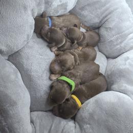 Dachshund puppies from New Empire Kennels