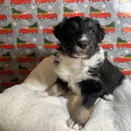 Australian Shepherd Puppies from M3 Sassafrass Ranch