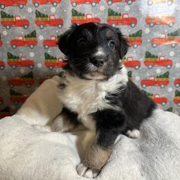 Australian Shepherd Puppies from M3 Sassafrass Ranch