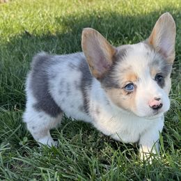 Female Bluie Merle - Gray and white female American Corgi puppy in Scottown, Ohio from Wyndy Ridge Corgis