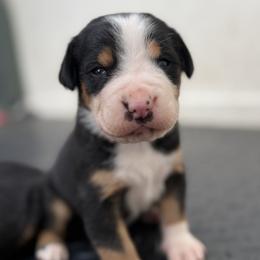 Orange boy - Black, white and red male Greater Swiss Mountain Dog puppy in Woodland, Washington from Woodland Swissie’s