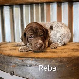 Reba - Liver roan female German Shorthaired Pointer puppy in Seminary, Mississippi from LeAnne McDaniel