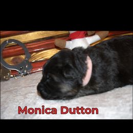 German Shepherd Puppies from Walker Family Shepherds LLC