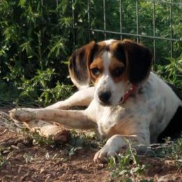 Beagle All Grown Up from Hamptons Ridge Beagles