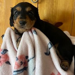 Black and Tan Female - Black and tan female Dachshund puppy in Delta, Colorado from Rose's Dachshunds