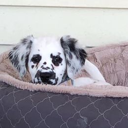 Dalmatian Puppies from Midnight Milkers Nubians