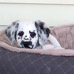 Dalmatian Puppies from Midnight Milkers Nubians