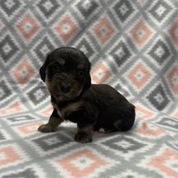 Boy 2 - Black and cream male Dachshund puppy in Hoover, Alabama from Tide Town Doxies