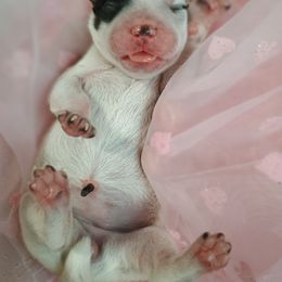 Australian Cattle Dog Puppies from Kurczak Farm LLC