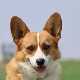 Sterling - Pembroke Welsh Corgi