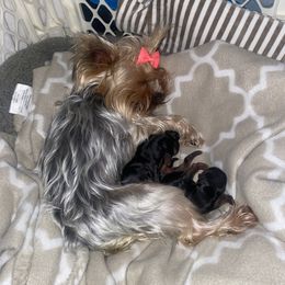 Pomeranian and Yorkshire Terrier Puppies from BC Breeders Association