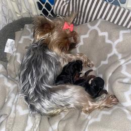 Pomeranian and Yorkshire Terrier Puppies from BC Breeders Association