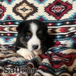 Saffron - Black tri-color male Australian Shepherd puppy in Cleveland, Tennessee from C&S Kennels