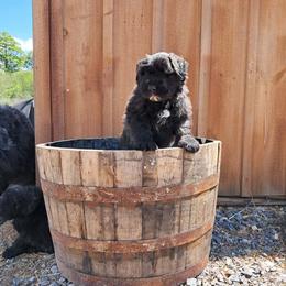 Rebellious Miuccia (Pink Girl) - Brindle female Bouvier des Flandres puppy in Cazenovia, New York from Rebellious Bouvier