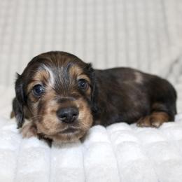 Boy 3 - male Dachshund puppy in Fairfax, Iowa from Grayson’s Lovable Dachshunds