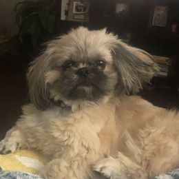 Tilly - Shih Tzu