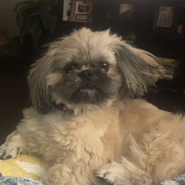 Tilly - Shih Tzu