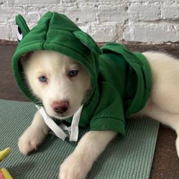 Milo - White male Siberian Husky puppy in Atlanta, Georgia from Lobban Huskies