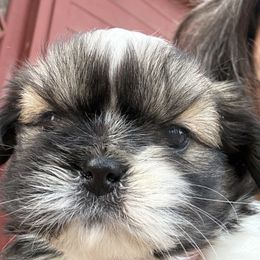Chocolate Chip - Tricolor male Shih Tzu puppy in Cobb, California from Cobb Mountain Shih Tzus, Paragon Pomeranians