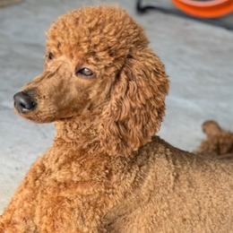 Poodles from DL House of Poodles