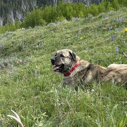 Anatolian Shepherd Dogs from Fyne Acres
