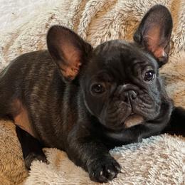 French Bulldogs and Labrador Retrievers from MochaLabradors