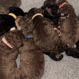 Poodles from My Muse Poodles