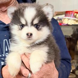Ariya's blue girl - Blue female Pomsky puppy in Enid, Oklahoma from Mile Hi Pomskies