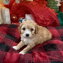 Boy 3 - Apricot male Cavapoo puppy in Nampa,, Idaho from Clig Doodle Days